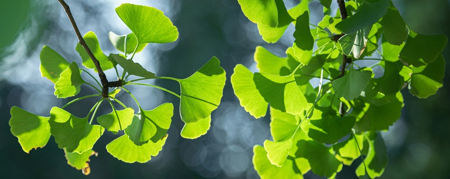 Focus na składnik: miłorząb japoński (Ginkgo biloba) i cera naczynkowa