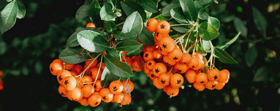 Rokitnik zwyczajny (Hippophae rhamnoides) — niezwyczajny składnik pielęgnacji